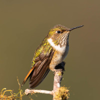 Scintillant Hummingbird